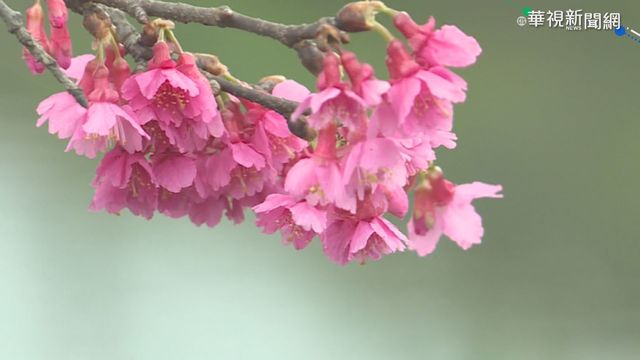 花海綿延1公里! 羅莊櫻花步道美如畫