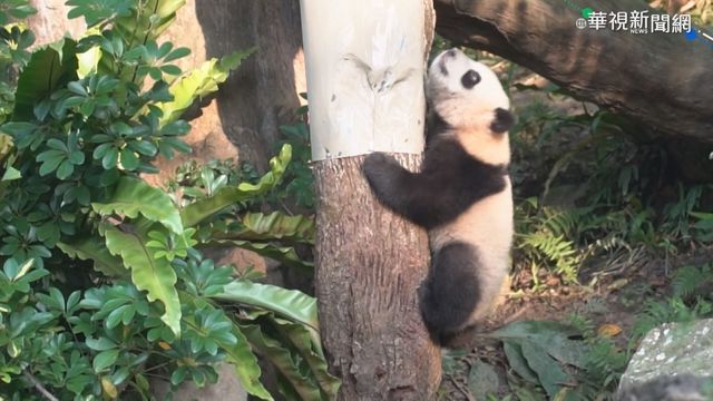 防疫關鍵期! 動物園.遊樂園人流管制