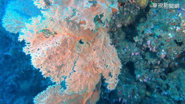 海中｢捕夢網｣! 三仙台成潛水新祕境