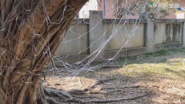 燈會電線遭惡意破壞 兇手竟是｢牠｣