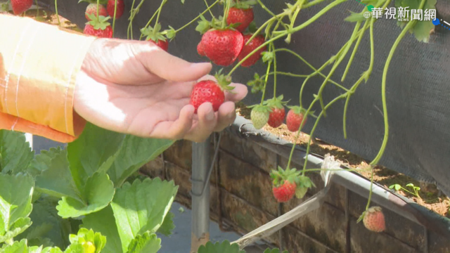 大湖草莓旺季 戀戀草莓馬拉松開跑
