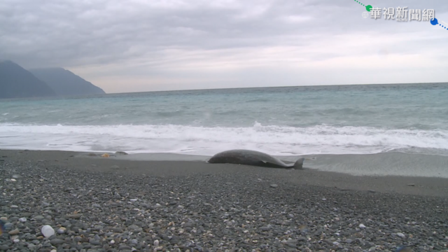 ｢海獅巡警隊｣登場 落實愛護海洋教育