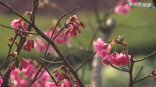 陽明山花季開跑 櫻花染紅山頭