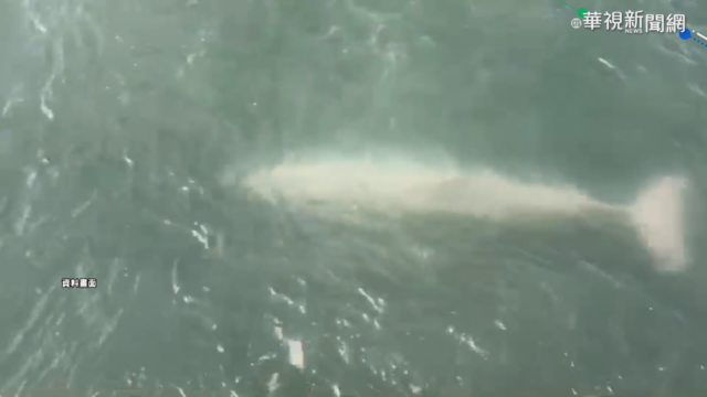 驚喜! 白海豚現蹤台中港 圍繞艦艇嬉戲