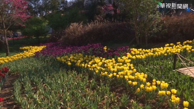 不用到荷蘭! 陽明山鬱金香賞花祕境