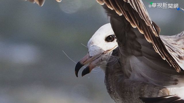 釣魚線纏嘴喙難進食 黑尾鷗命在旦夕