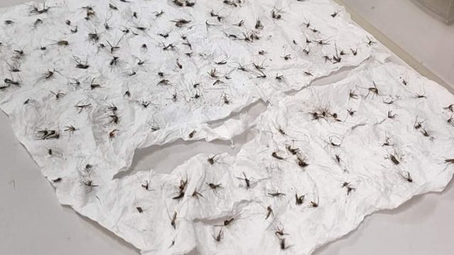 蚊子打不完！他出招「以屍報復」 眾看傻：住草叢？