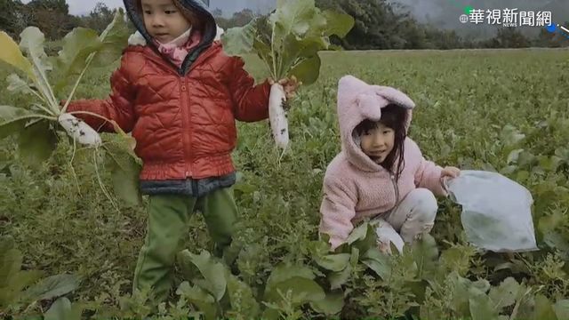 過年好彩頭！ 台東飯店房客拔蘿蔔免錢