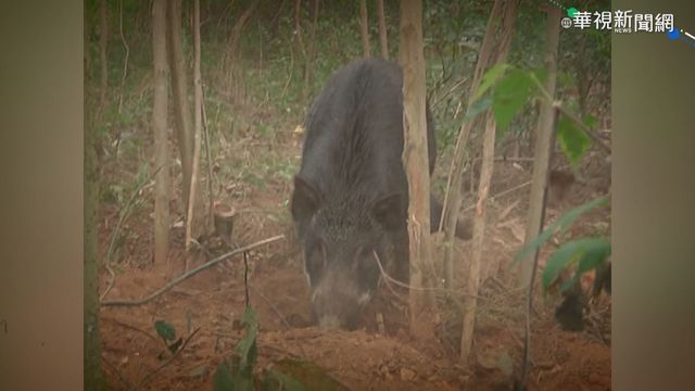 ｢山豬吊｣陷阱非死即殘 無差別狩獵惹議