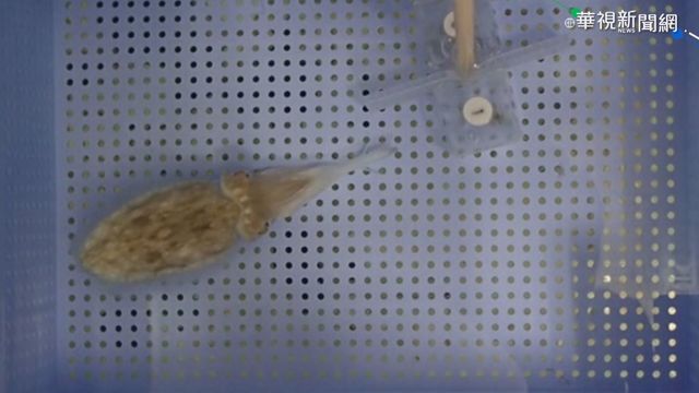 清大研究登國際 烏賊有相對價值感