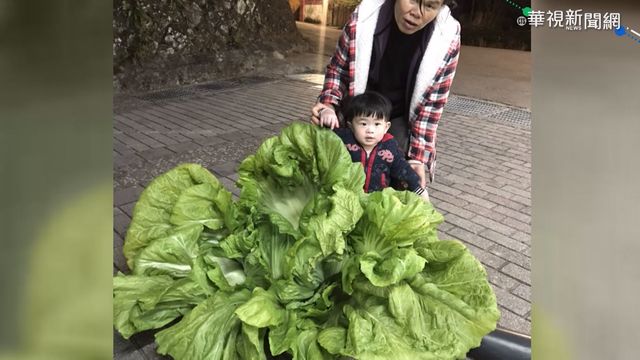 1.5公尺巨無霸長年菜 比小孩還高!