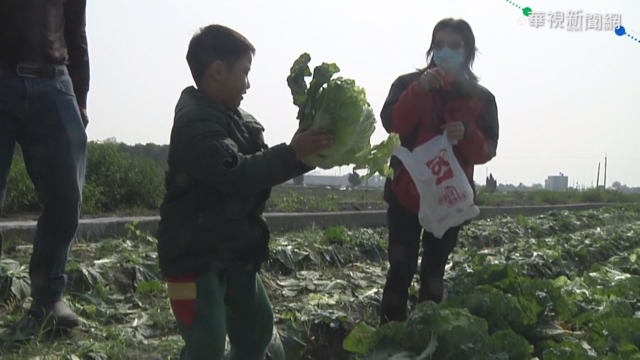 天氣熱菜價暴跌5成 農民開放免費採