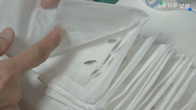 家中衣蛾怎消除? 科博館:改善環境