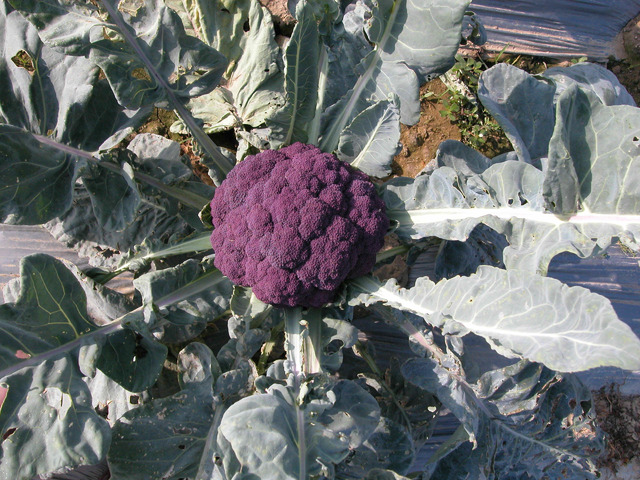 逛超市見「紫色花椰菜」 網：葡萄口味？