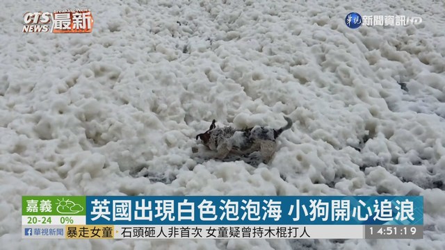 英國出現白色泡泡海 小狗開心追浪