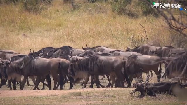 3千公里生存戰! 非洲大遷徙實境秀
