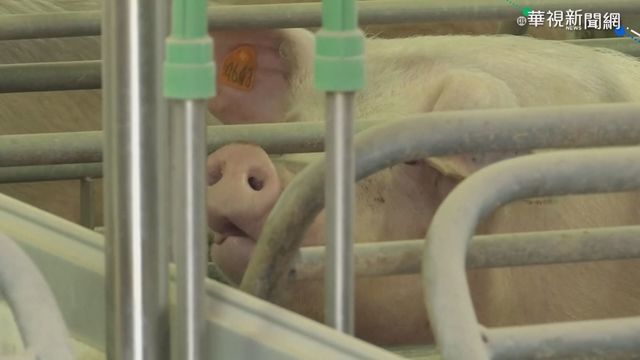 抗非洲豬瘟有成效 總統視察台北港