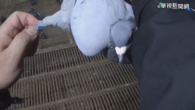 綁架賽鴿討贖金 逾50位鴿主受害