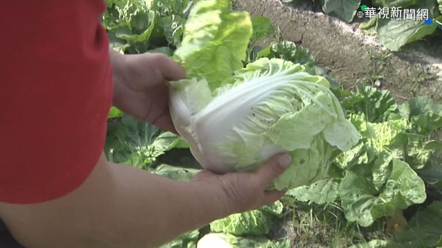 天熱蔬菜生長快 供過於求價格崩
