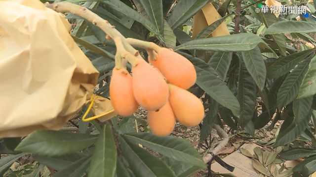 寒流助力!台東枇杷產量長2成