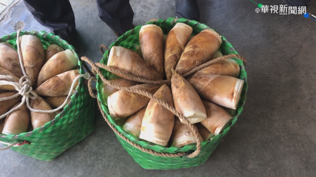 雨水少冬筍產量銳減 售價創新高