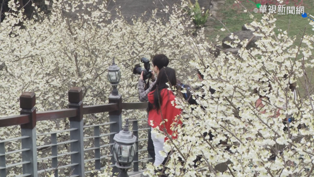 嘉義賞櫻祕境 整片白色山頭如覆雪