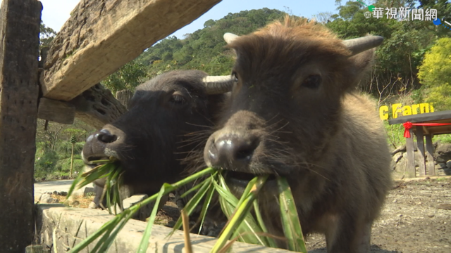 主播帶路 黃柏齡 vs. 水牛家族吃草樂