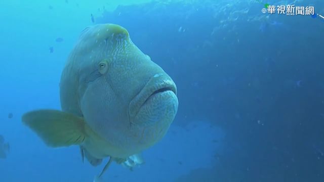 獵殺保育龍王鯛PO網 嫌落網辯稱誤捕