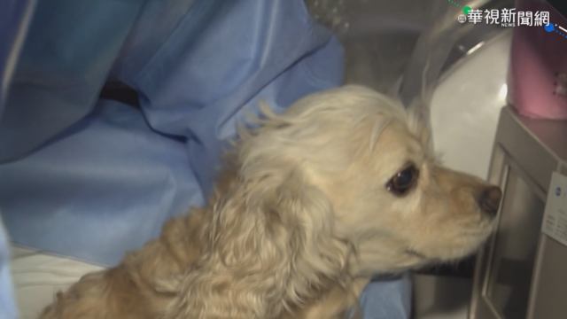 首爾開放篩檢寵物 首例為確診者寵物狗