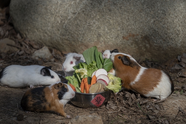好萌！新竹動物園天竺鼠PUI PUI過年也圍爐