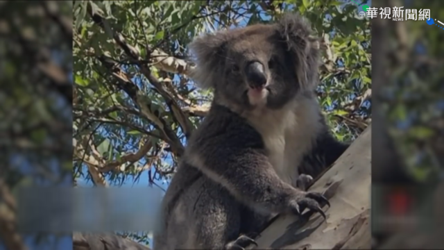 澳洲無尾熊肇事 亂闖公路害連環撞