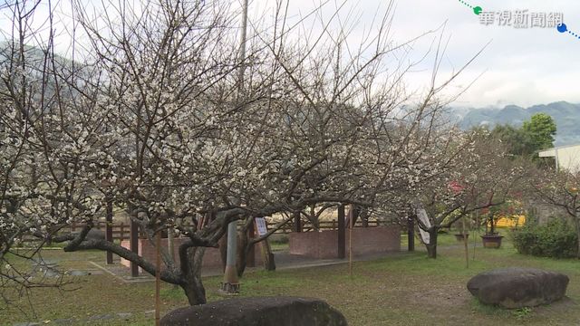 南投信義梅子故鄉 發展觀光工廠