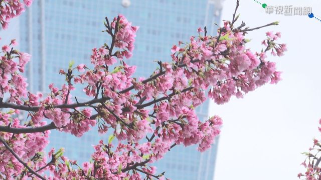 台北市中心能賞櫻 還有101大樓入鏡!