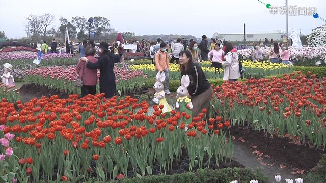 走春賞花去! 鬱金香.櫻花爭艷民眾搶拍