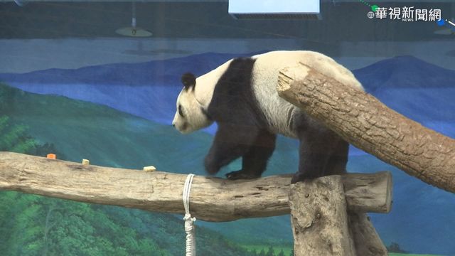 圓寶新春賣萌! 賴床抓癢模樣超療癒