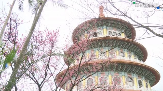 大雨打落! 天元宮櫻花稀疏想看等3月