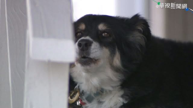 法男子愛貓 50隻｢冬宮貓｣分到遺產