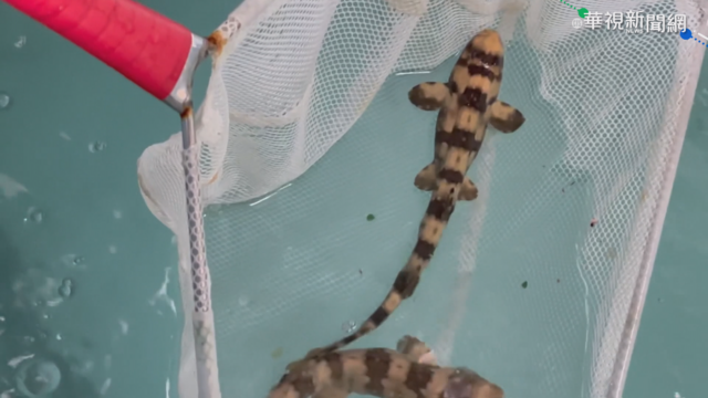 澎湖成功復育狗鯊 300隻幼魚報到