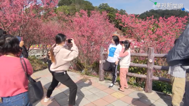 苗栗賞櫻人車多 空拍景色美不勝收