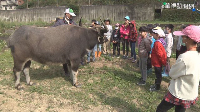 親身接觸! 水牛學校體驗傳統牛耕文化