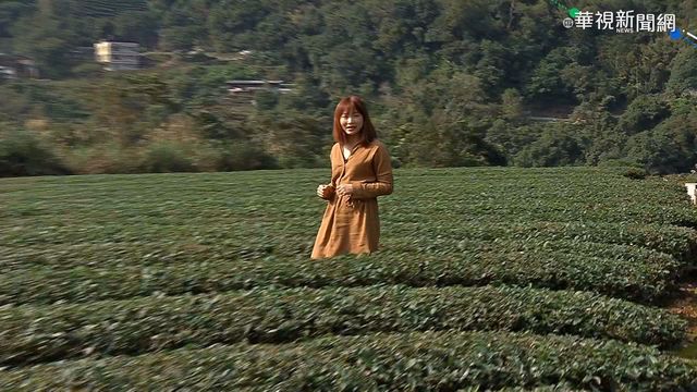 坪林茶飄香! 主播走訪祕境品茶去