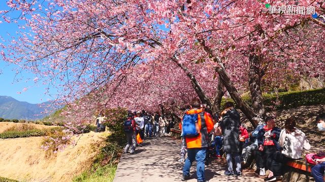 武陵農場粉紅海美極了 開放賞夜櫻