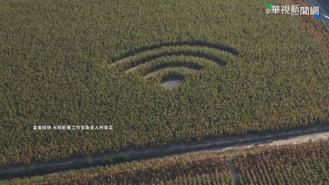 嘉義玉米田神秘「WiFi符號」網友忙朝聖