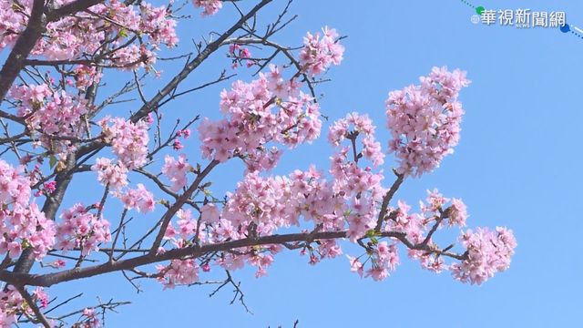 一秒到日本! 漫步新竹公園賞河津櫻