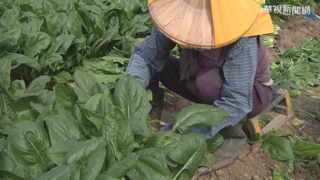 菜價直直落 產地菜農嘆心血全成空