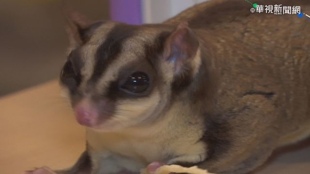 攜寵物大鬧學測考場 考生被扣三級分