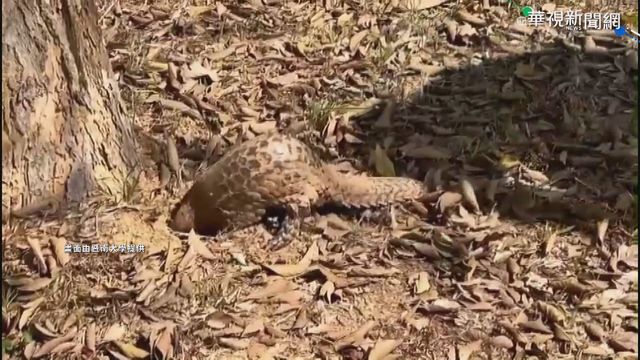 救援穿山甲! 疑遭野狗追卡水溝蓋