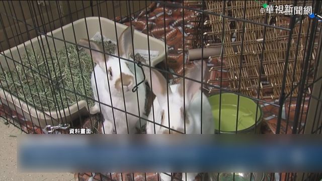 世衛追查病源 疑鼬獾.兔子將病毒傳人