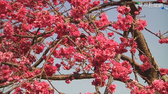 嘉義半天岩櫻花盛開 緋紅花海好浪漫
