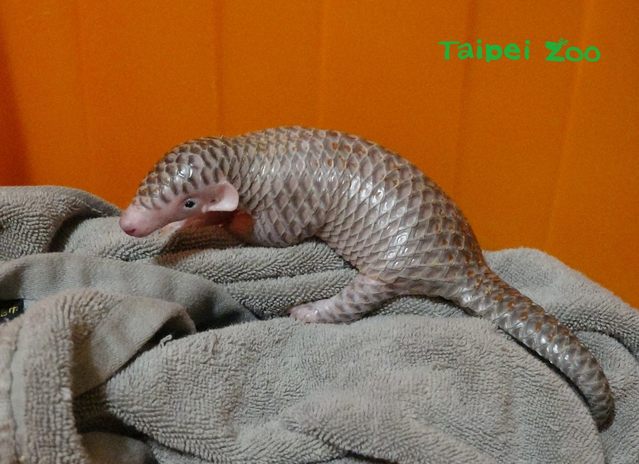 散步聽到狗群狂叫 民眾驚見受傷穿山甲寶寶